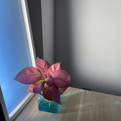 Bescheinigung RoHS Ip20 Cri90 Smart Lichtpaneel-120w