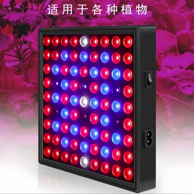 LED Vollspektrum Pflanzen wachsen Licht 50w 80W Rotblau Licht für das Gewächshaus