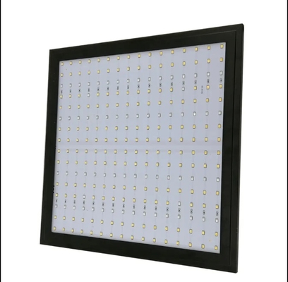 Wirtschaftliches Modell Vollspektrum-Pflanzenwachstumslampe Rotblau Licht für die Treibhausbeleuchtung