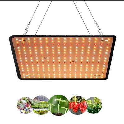 Wirtschaftliches Modell Vollspektrum-Pflanzenwachstumslampe Rotblau Licht für die Treibhausbeleuchtung